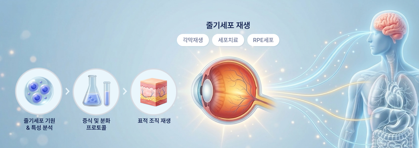 줄기세포 재생 각막재생, 세포치료, RPE세포, 줄기세포 기원 & 특성분석 → 증식 및 분화 프로토콜 → 
                표적 조직 재생 이미지